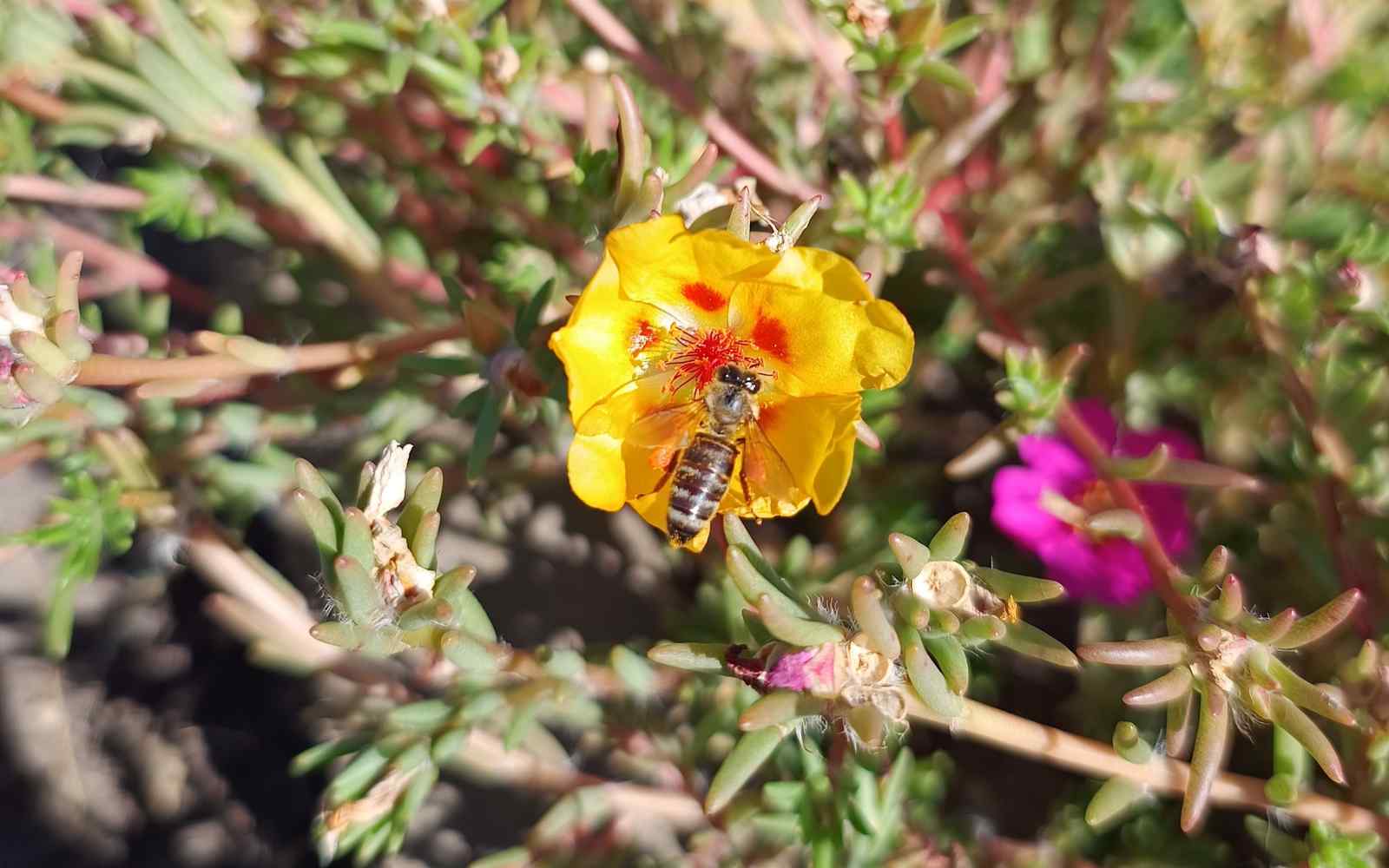 A bee on a flower