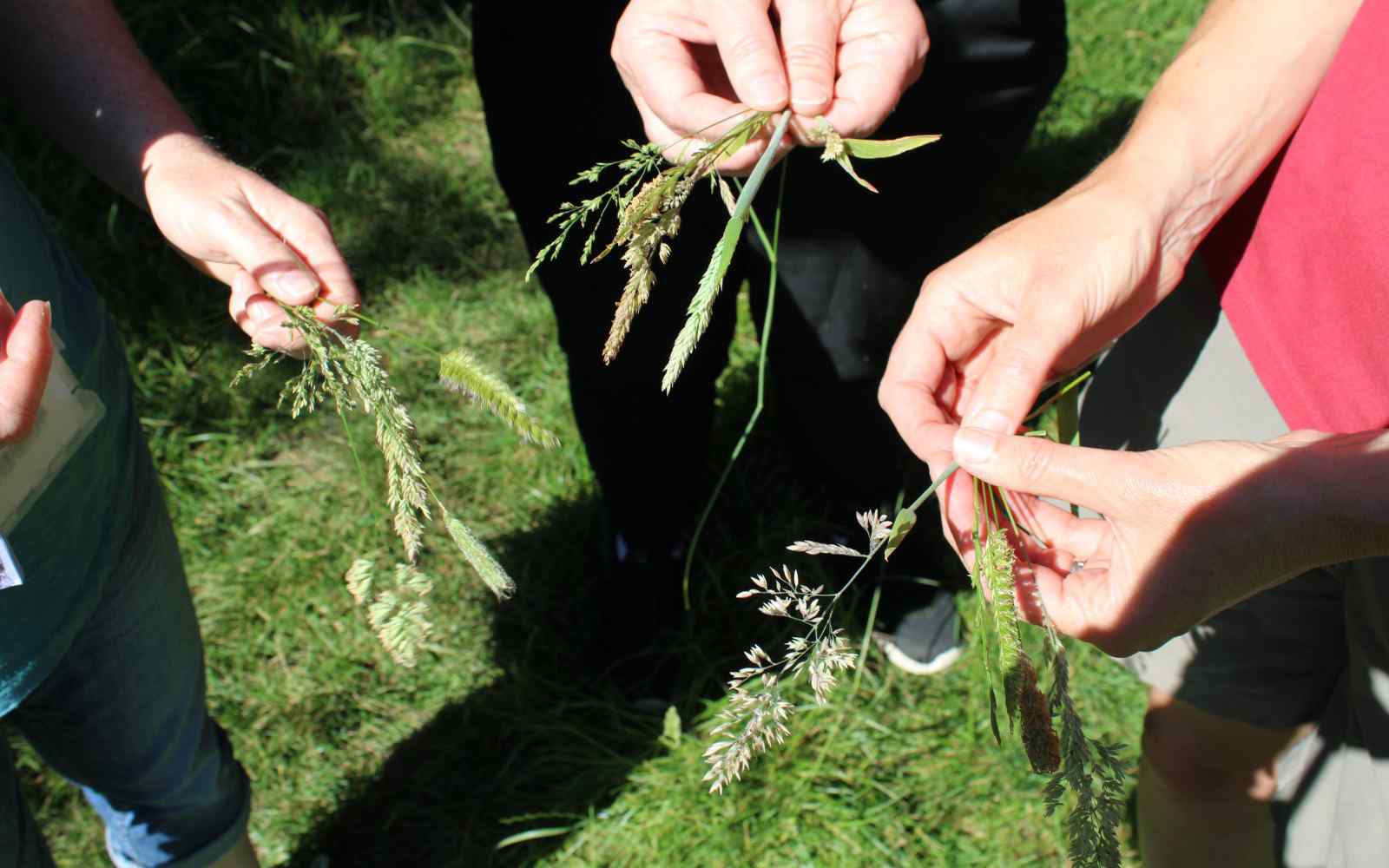 3 hands holding grasses over grass underfoot
