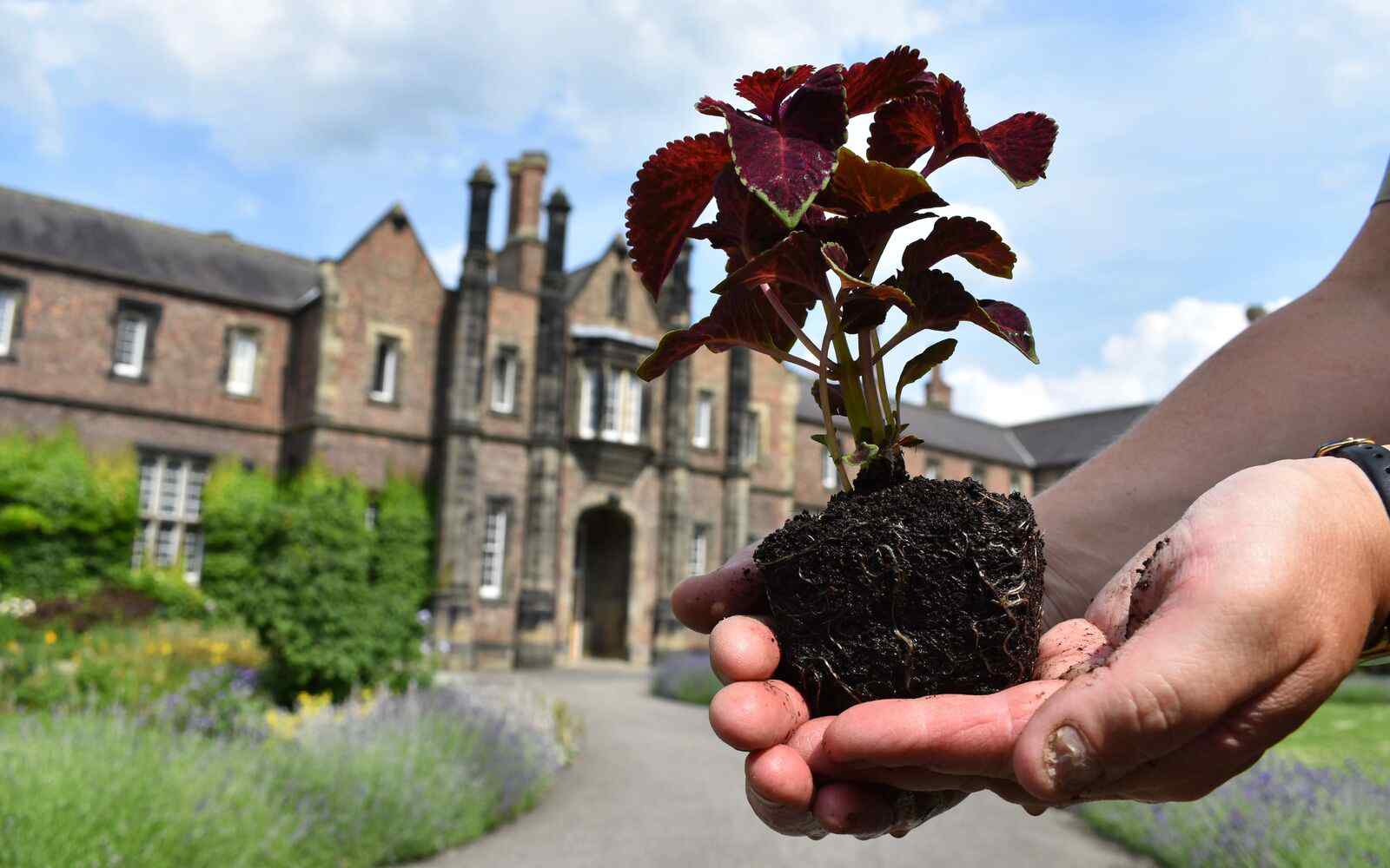 Hands holding a plant seedling with the University in the background
