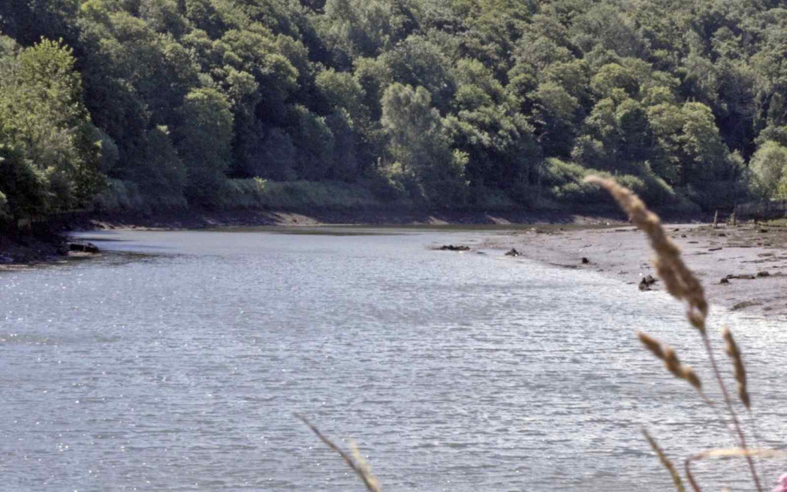 A river scene with trees in the background