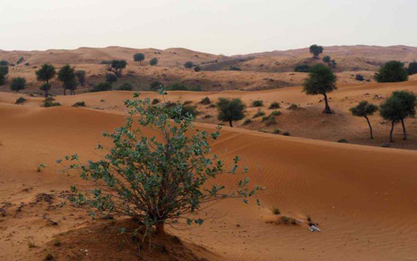 A shrub in a sub-saharan African climate