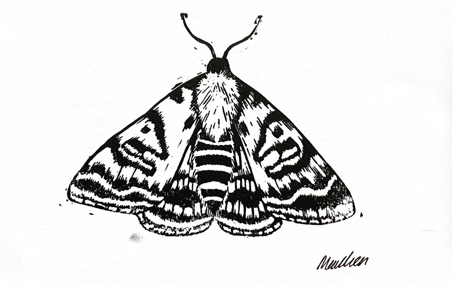 Illustration of butterfly