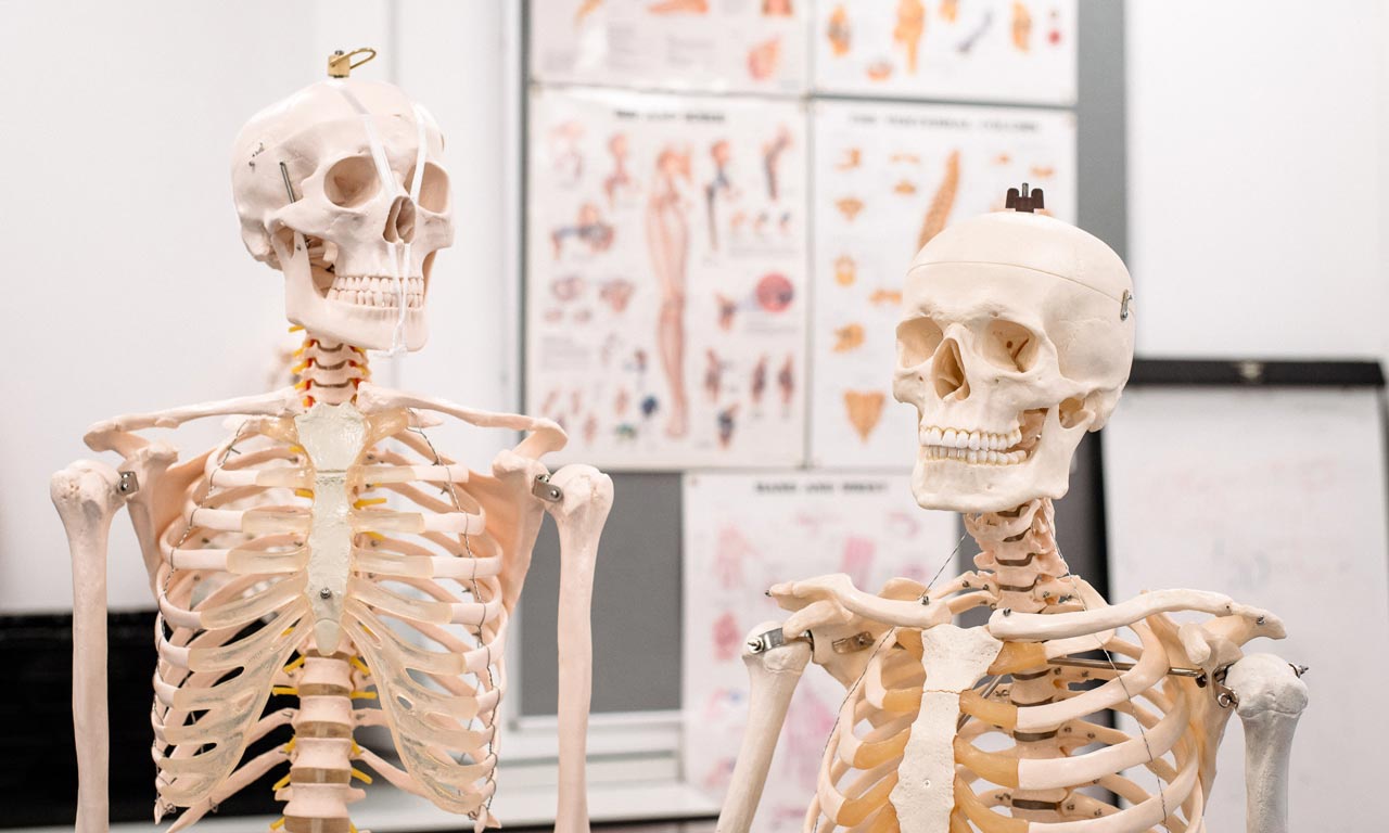 Skeleton models in front of anatomy poster 