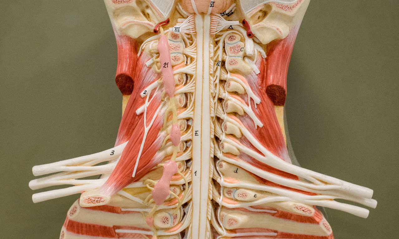 Anatomical model of inside body 